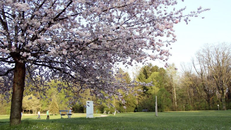 Blühender Kirschbaum im Stadtpark Neunkirchen mit Spaziergängern im Hintergrund.