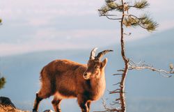 In der winterlichen Landschaft des Naturparks Hohe Wand präsentiert sich ein majestätischer Steinbock, der anmutig zwischen schneebedeckten Felsen und kahlen Bäumen umherstreift. Die klare, kalte Luft und die schneebedeckten Gipfel schaffen eine friedliche Atmosphäre, die zum Verweilen einlädt.