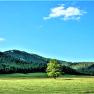 Single tree in a meadow in front of wooded hills and blue sky.