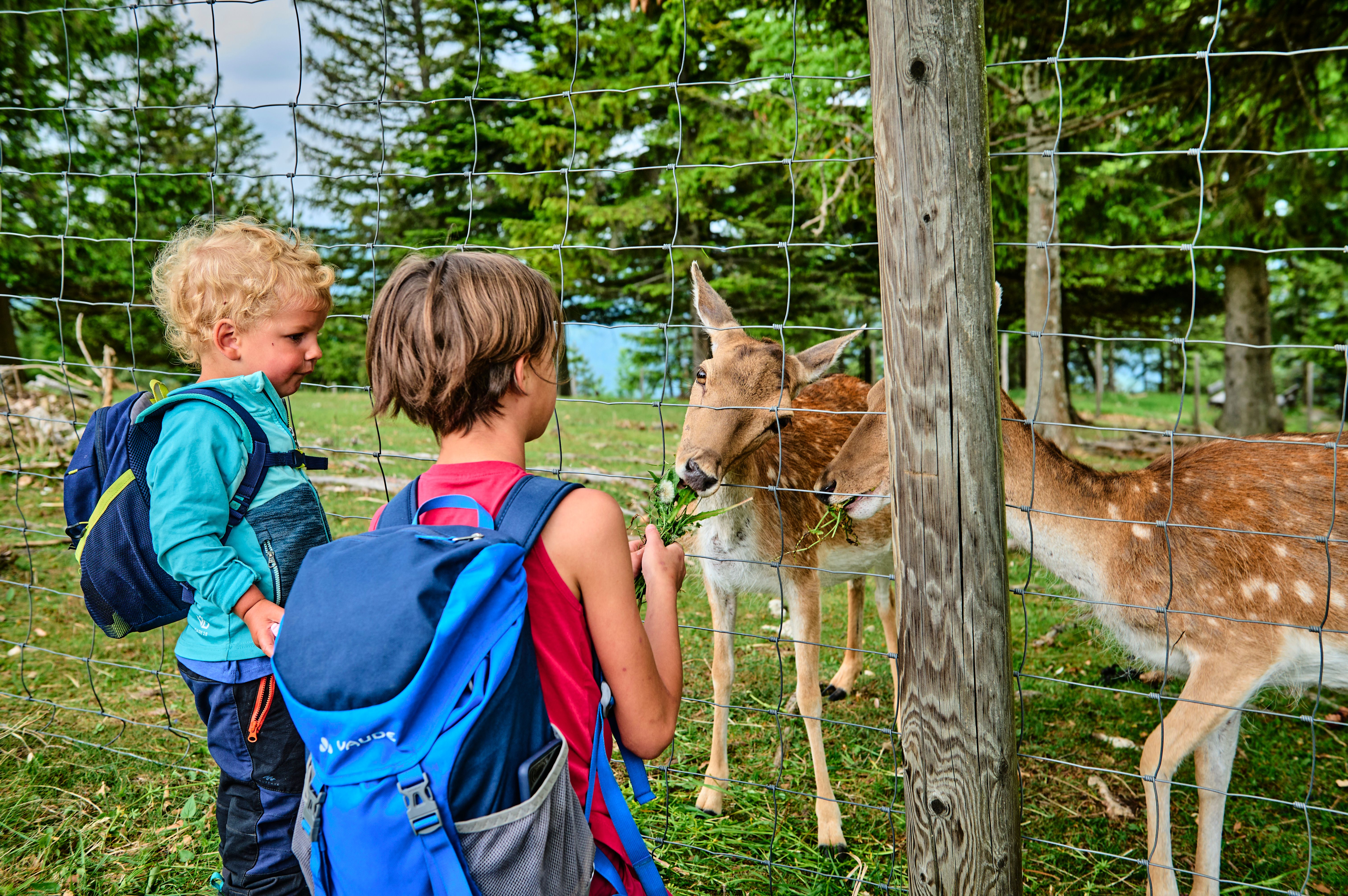 Zwei Kinder mit Rucksäcken füttern an einem Zaun zwei Hirsche auf einer Waldweide.