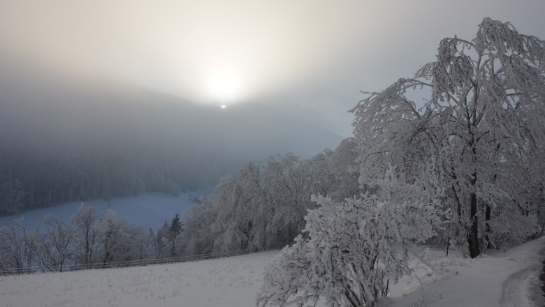 Winterlandschaft mit schneebedeckten B&auml;umen und Sonnenaufgang hinter einem H&uuml;gel.
