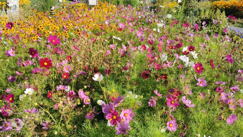 A blooming wild bee garden with colorful flowers in M&ouml;nichkirchen.