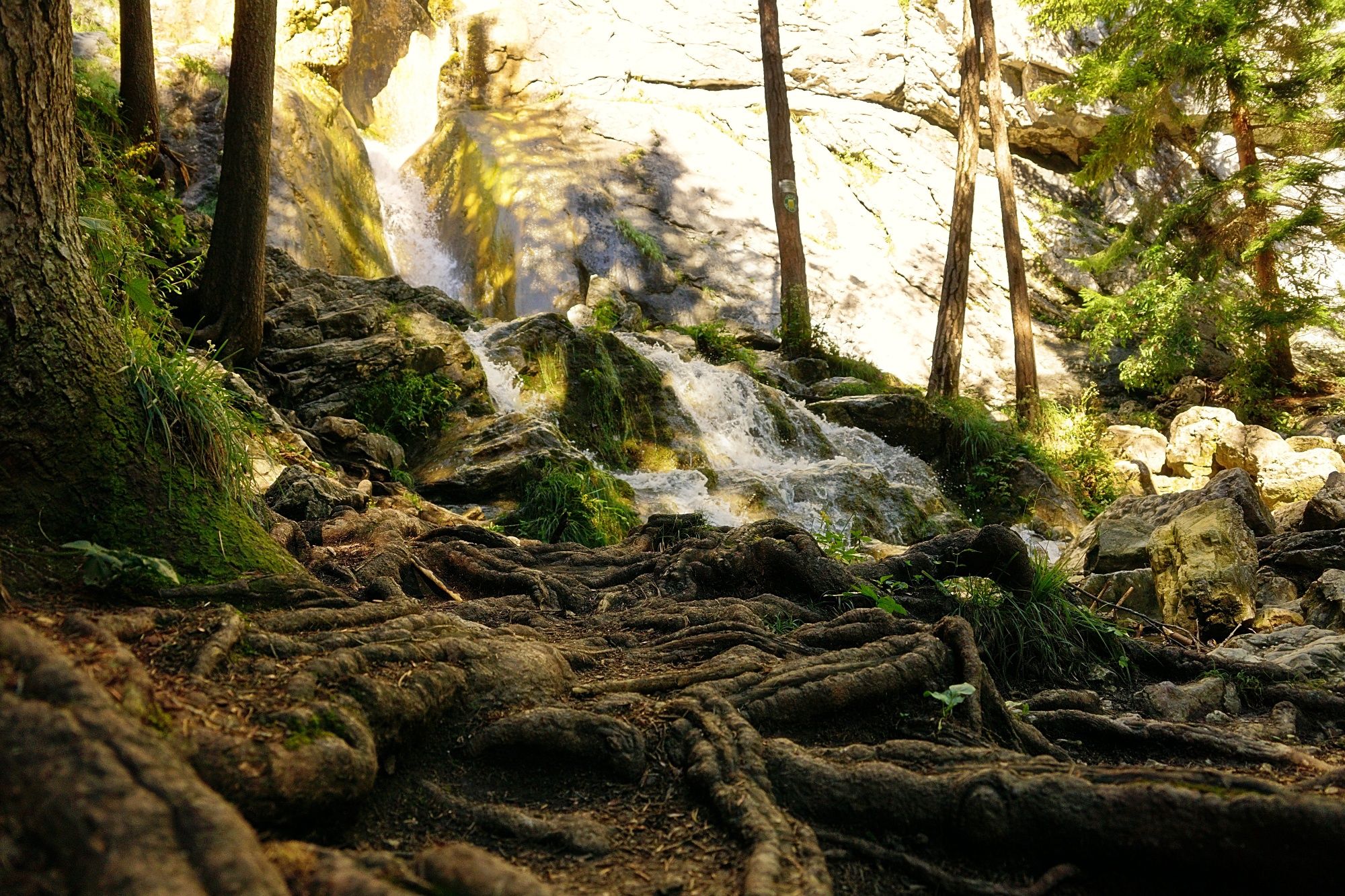 Ein Wasserfall fließt über Felsen in einem bewaldeten Gebiet mit sichtbaren Baumwurzeln im Vordergrund.