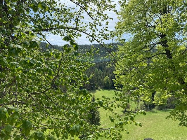 Blick durch grüne Bäume auf eine Wiese und bewaldete Hügel in Oberhof.