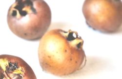 Mispeln vor weißem Hintergrund