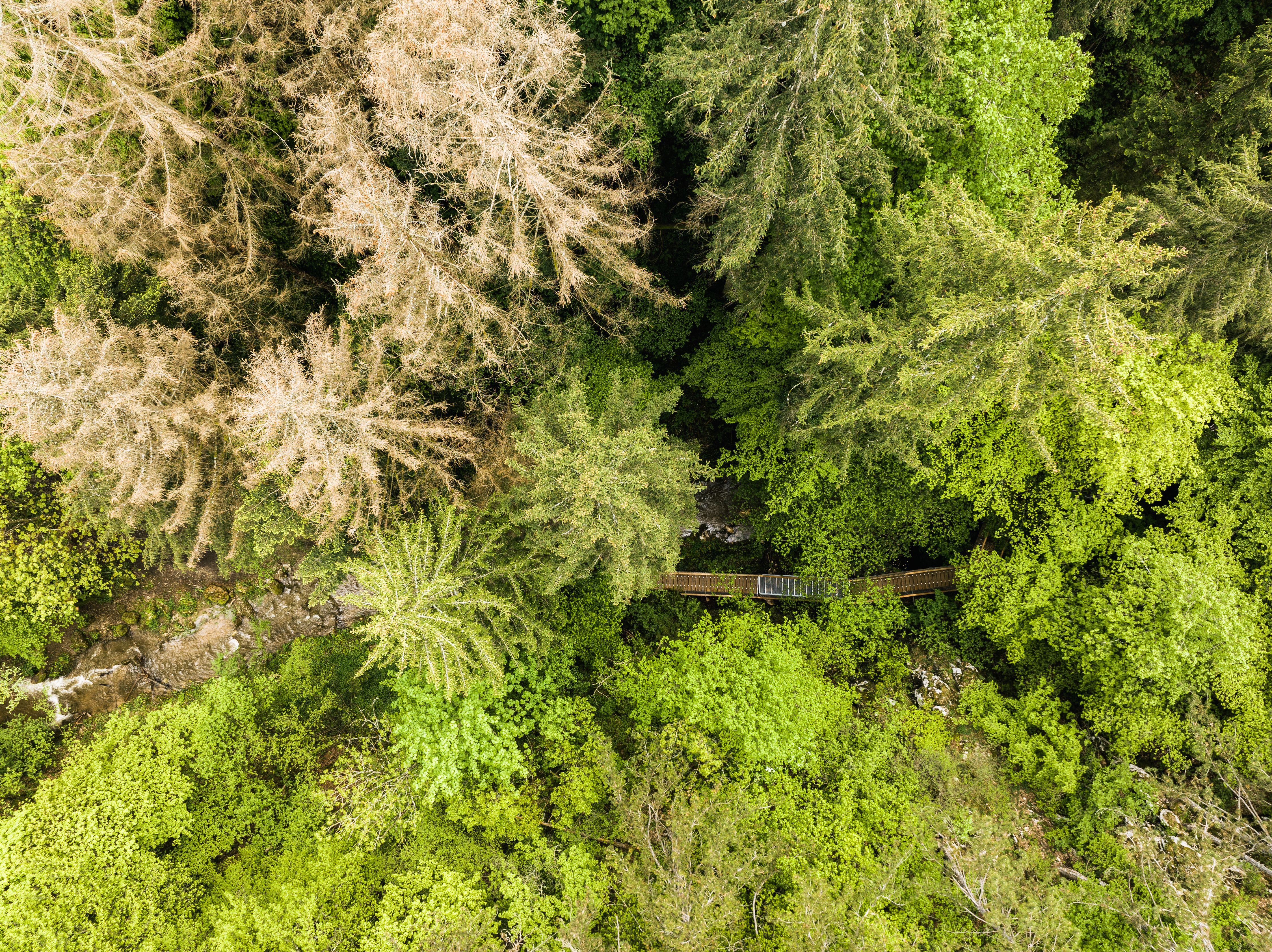 Johannesbachklamm von oben mit grünen Baumkronen und Pflanzen