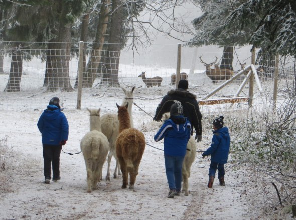 Lamawanderung Hohe Wand, &copy; Naturpark Hohe Wand