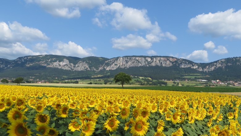 Ein Sonnenblumenfeld vor einer Bergkette unter blauem Himmel mit weißen Wolken.
