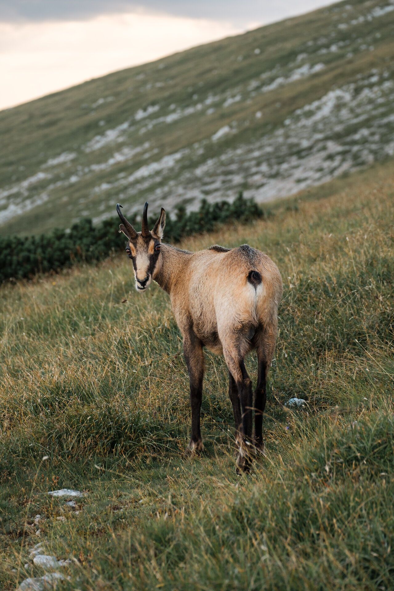 In der sanften Abenddämmerung weidet eine Gams friedlich auf der saftigen Wiese. Die majestätischen Hügel der Wiener Alpen bilden eine beeindruckende Kulisse, während die Natur in ihrer vollen Pracht erstrahlt. Ein Ort der Ruhe und Schönheit, der Wanderer und Naturliebhaber gleichermaßen verzaubert.