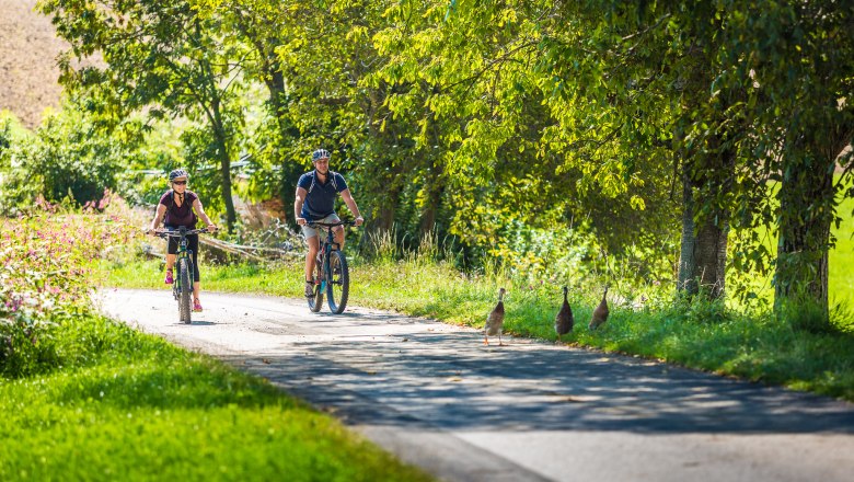 Zwei Personen fahren mit E-Bikes auf einem Weg durch eine grüne Landschaft, während Enten die Straße überqueren.