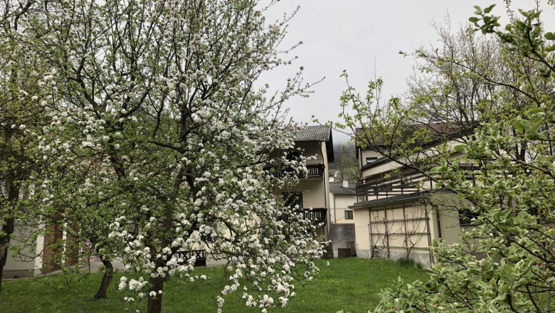 Flowering tree in front of a building with balconies.