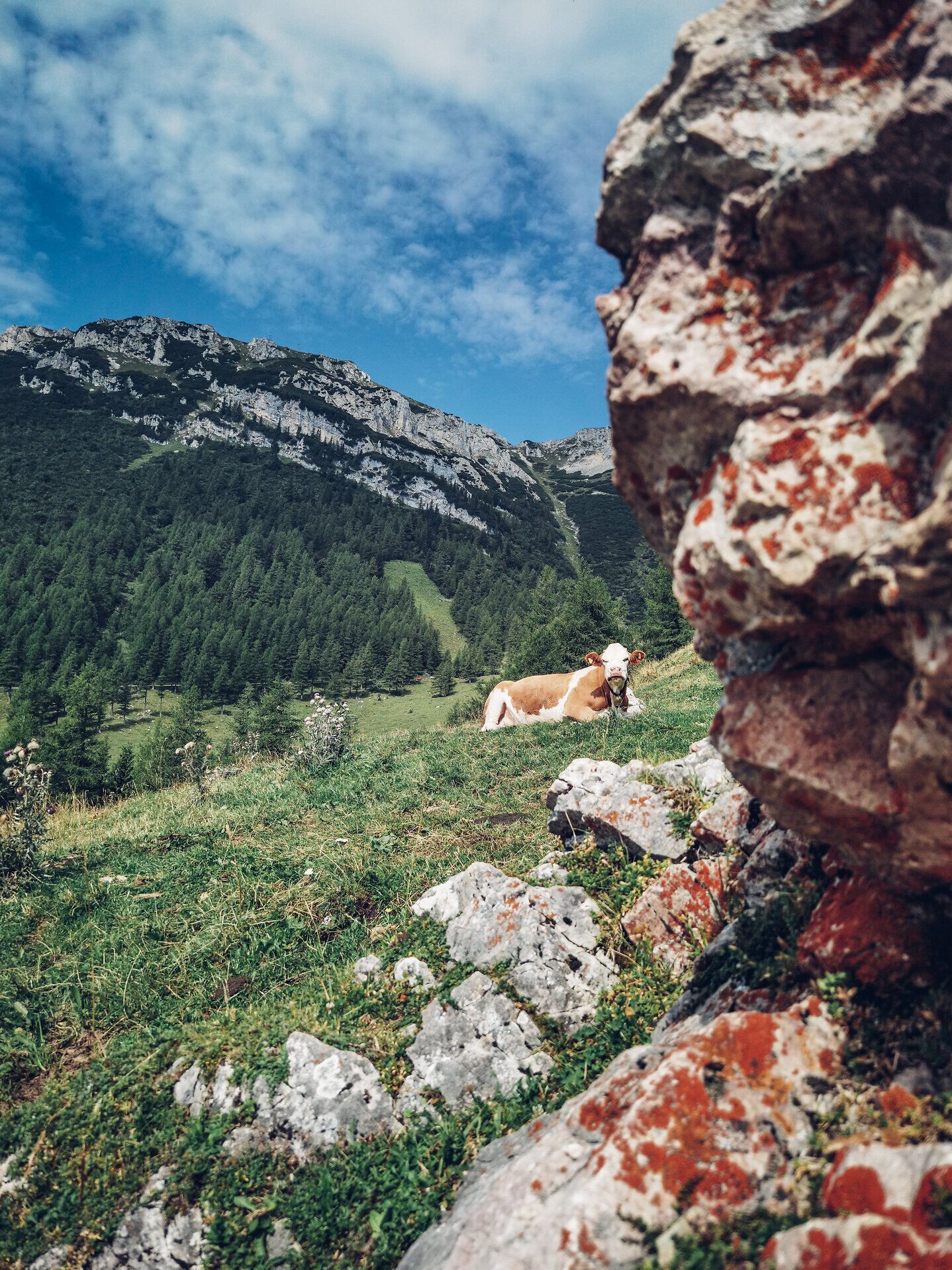 In der idyllischen Landschaft der Rax entspannen Kühe friedlich auf saftigem Grün, umgeben von majestätischen Bergen und dichten Wäldern. Die klare Luft und die atemberaubende Aussicht laden dazu ein, die Seele baumeln zu lassen und die Schönheit der Natur zu genießen.