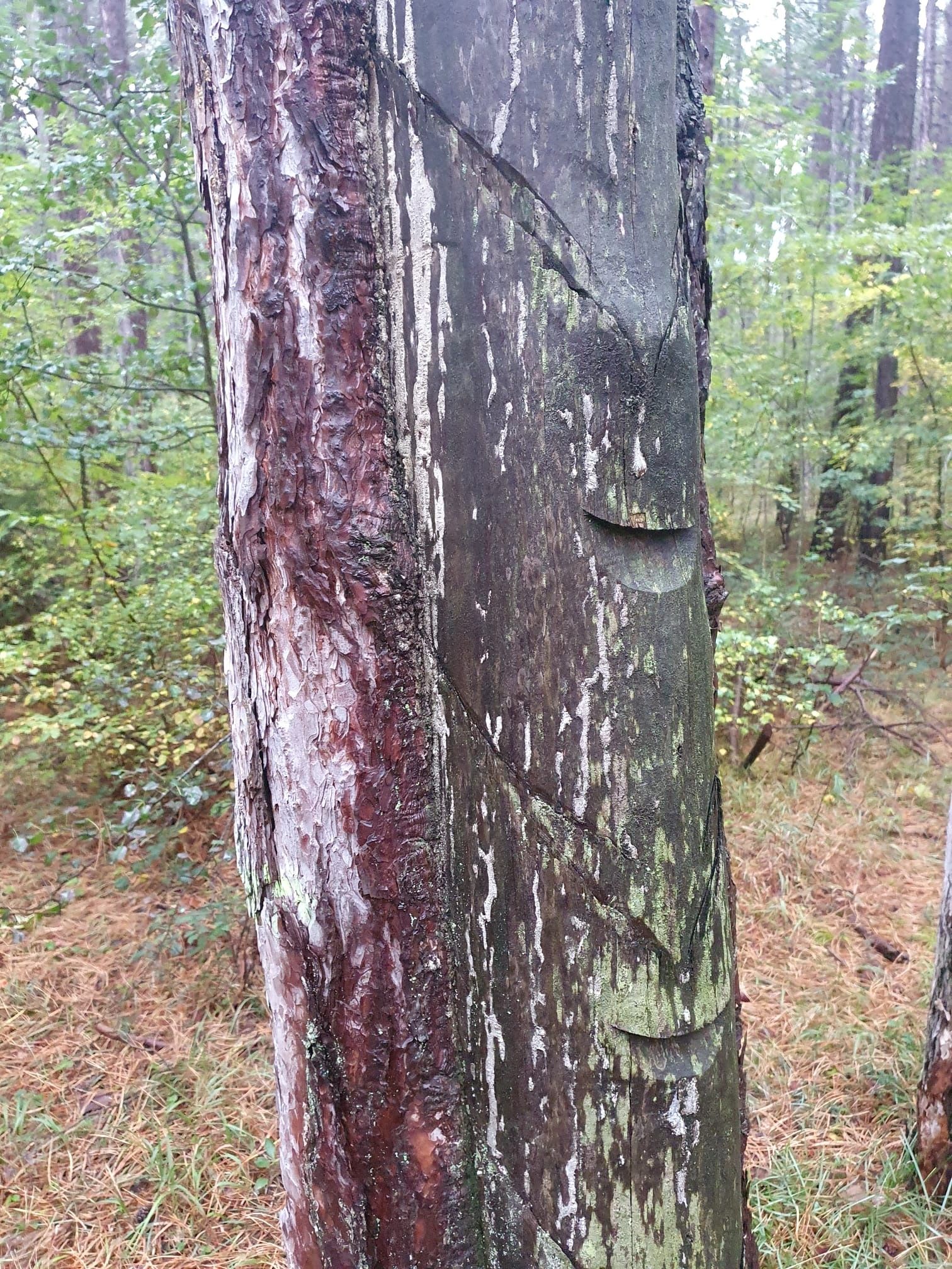 Tree after planing