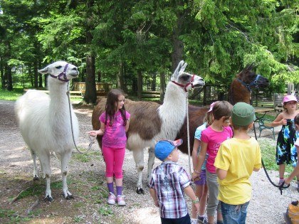 Kindergeburtstag Lamawanderung, &copy; Naturpark Hohe Wand