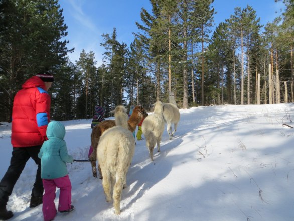 Lamawanderung Hohe Wand, &copy; Naturpark Hohe Wand
