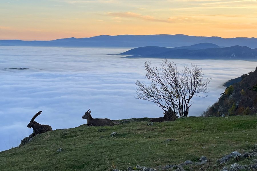 Nebelfreie Aussichten auf der Hohe Wand genießen , © Wiener Alpen 