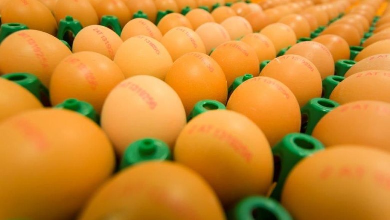 Nahaufnahme von vielen Eiern in grünen Halterungen, mit roten Aufdrucken.