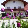Bauernhaus mit violetten Tulpen im Vordergrund.
