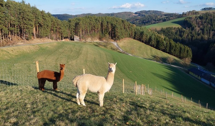 Zwei Alpakas auf einer grünen Wiese mit Hügeln und Wald im Hintergrund.