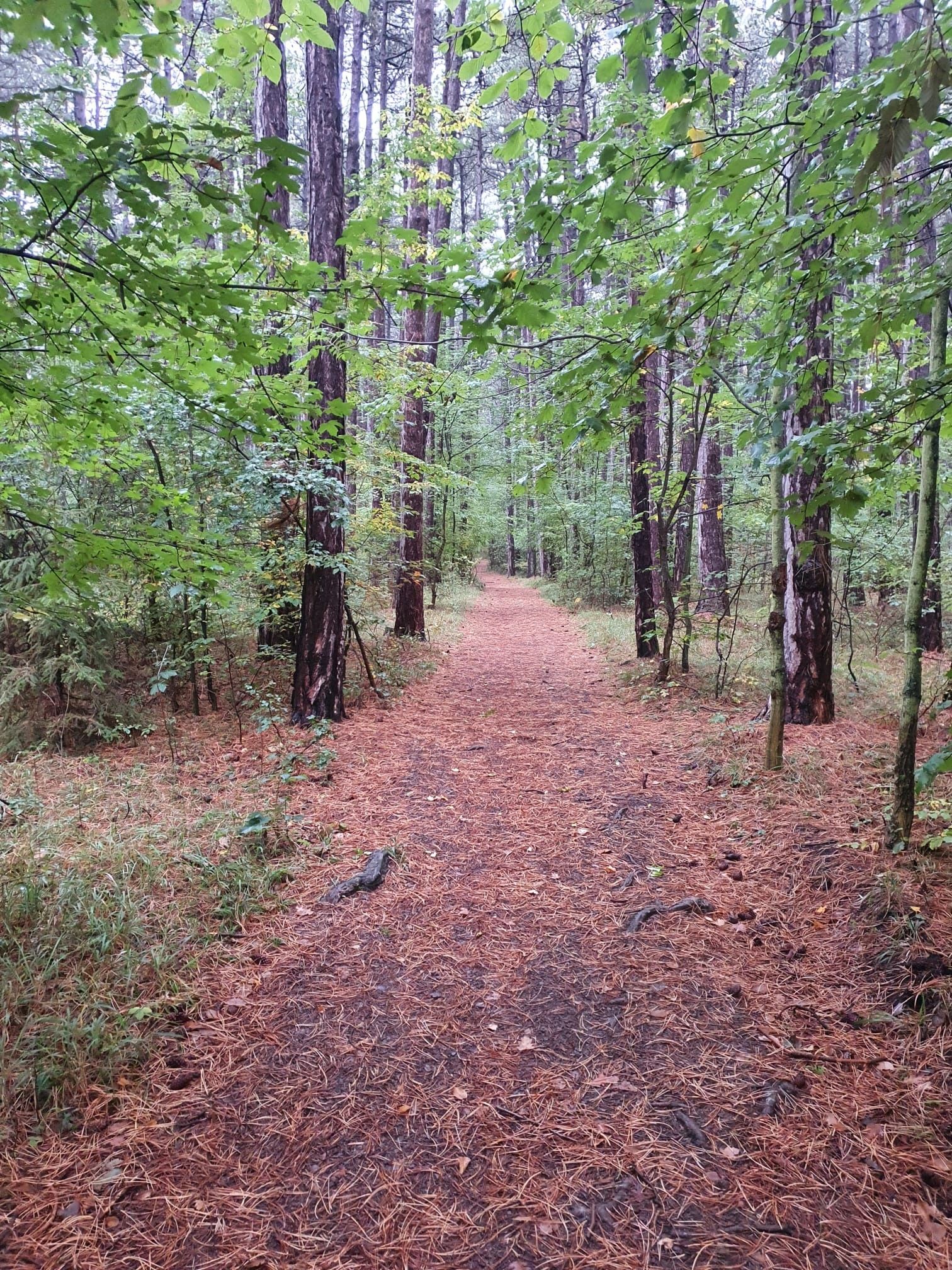 Forest path