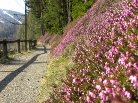 Blumen am Bahnwanderweg, © Wiener Alpen in Niederösterreich