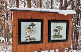 Lehrreiches über Pilze, © Wiener Alpen in Niederösterreich - Wechsel