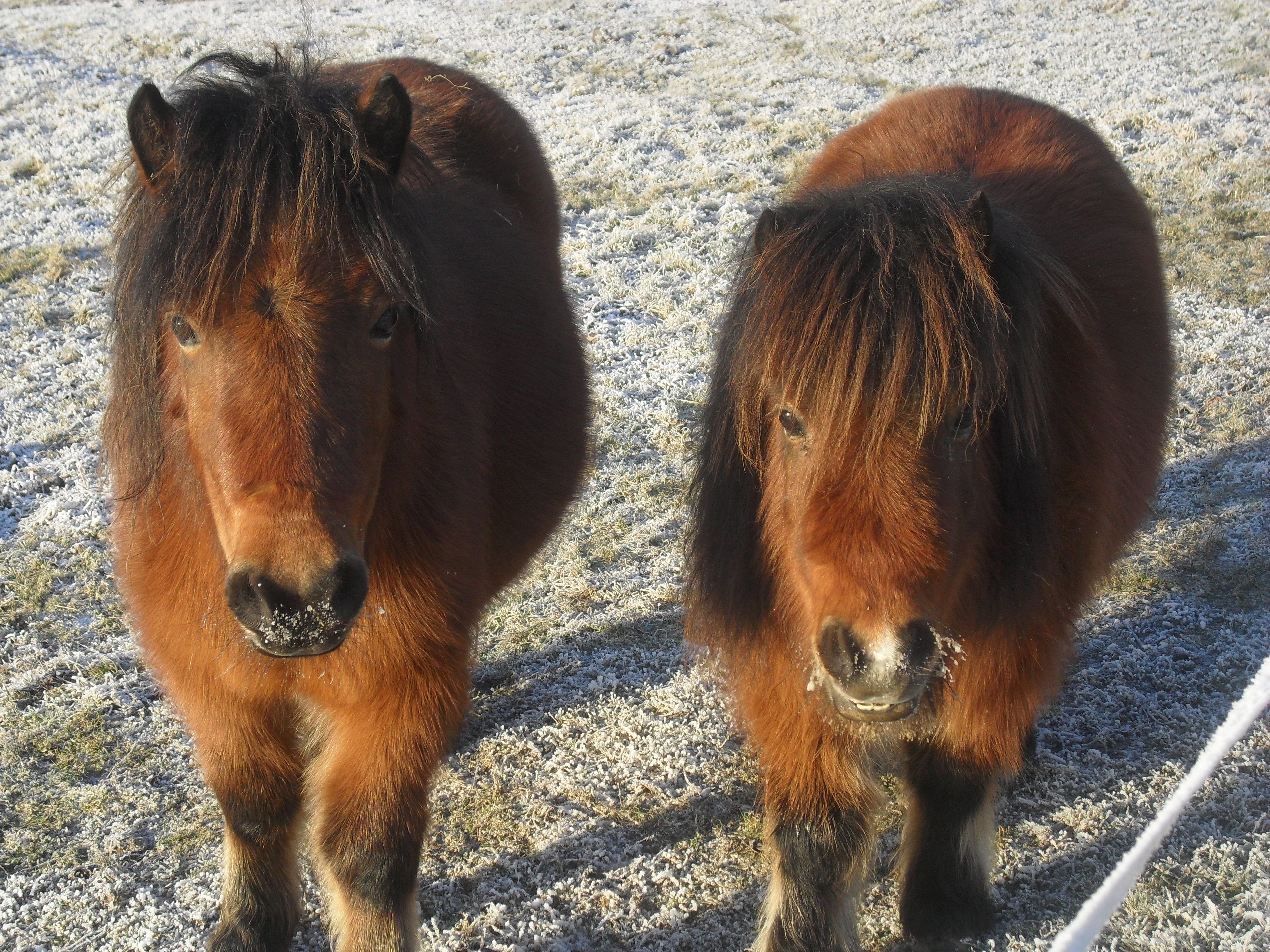 Zwei Ponys stehen auf einer frostigen Wiese und schauen in die Kamera.