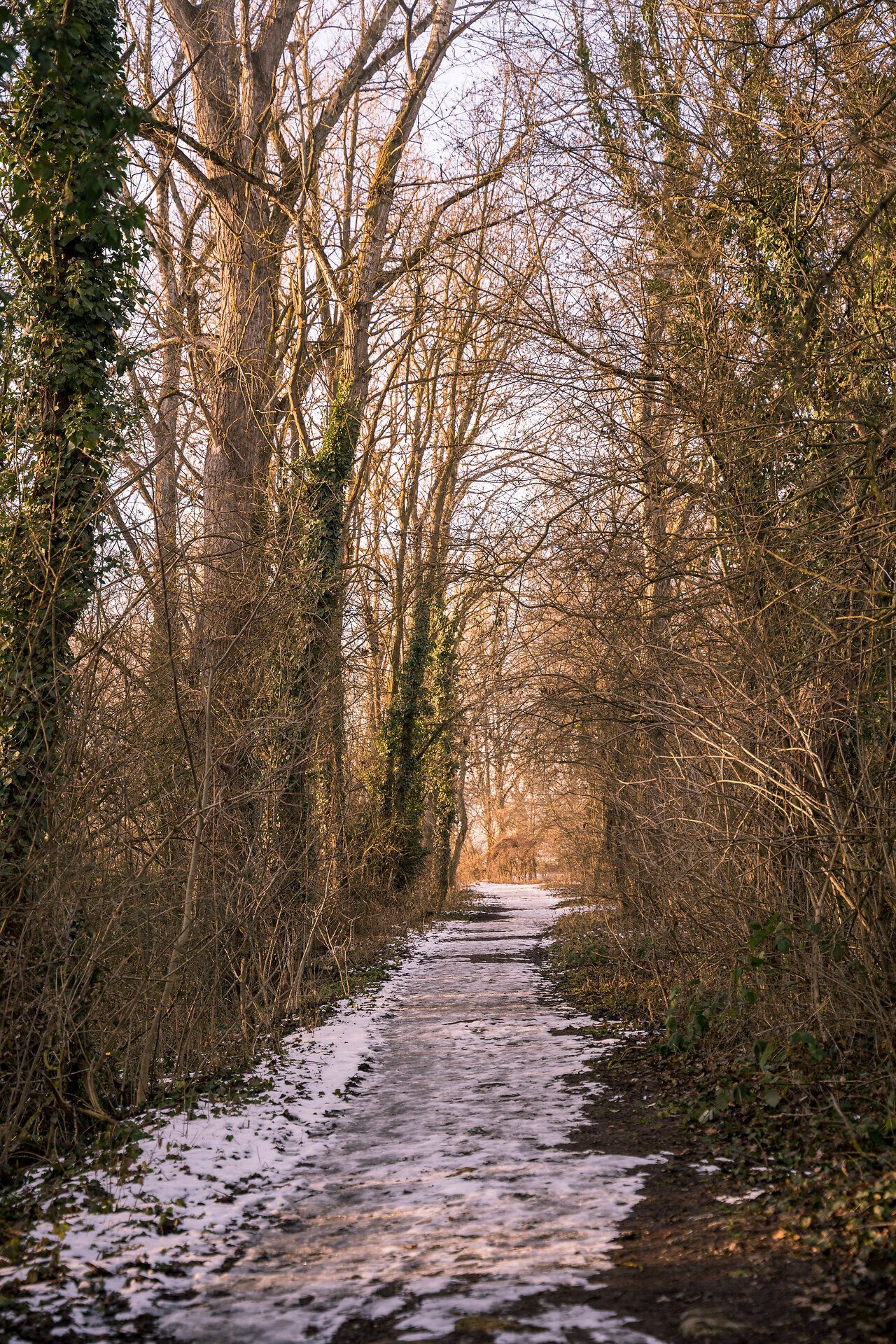 Ein Weg führt durch einen Wald mit leicht schneebedecktem Boden und seitlich gesäumt von kahlen Bäumen.