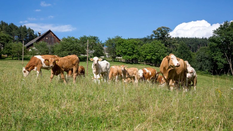 Kühe grasen auf einer grünen Wiese mit einem Bauernhaus im Hintergrund.