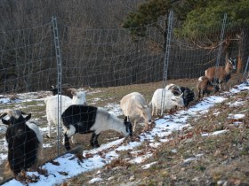 Tiere im Keltendorf, &copy; Gemeinde Schwarzenbach
