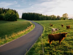 Eine kurvige Landstra&szlig;e f&uuml;hrt durch eine gr&uuml;ne Wiese mit grasenden Hochlandrindern, umgeben von B&auml;umen bei Sonnenuntergang.