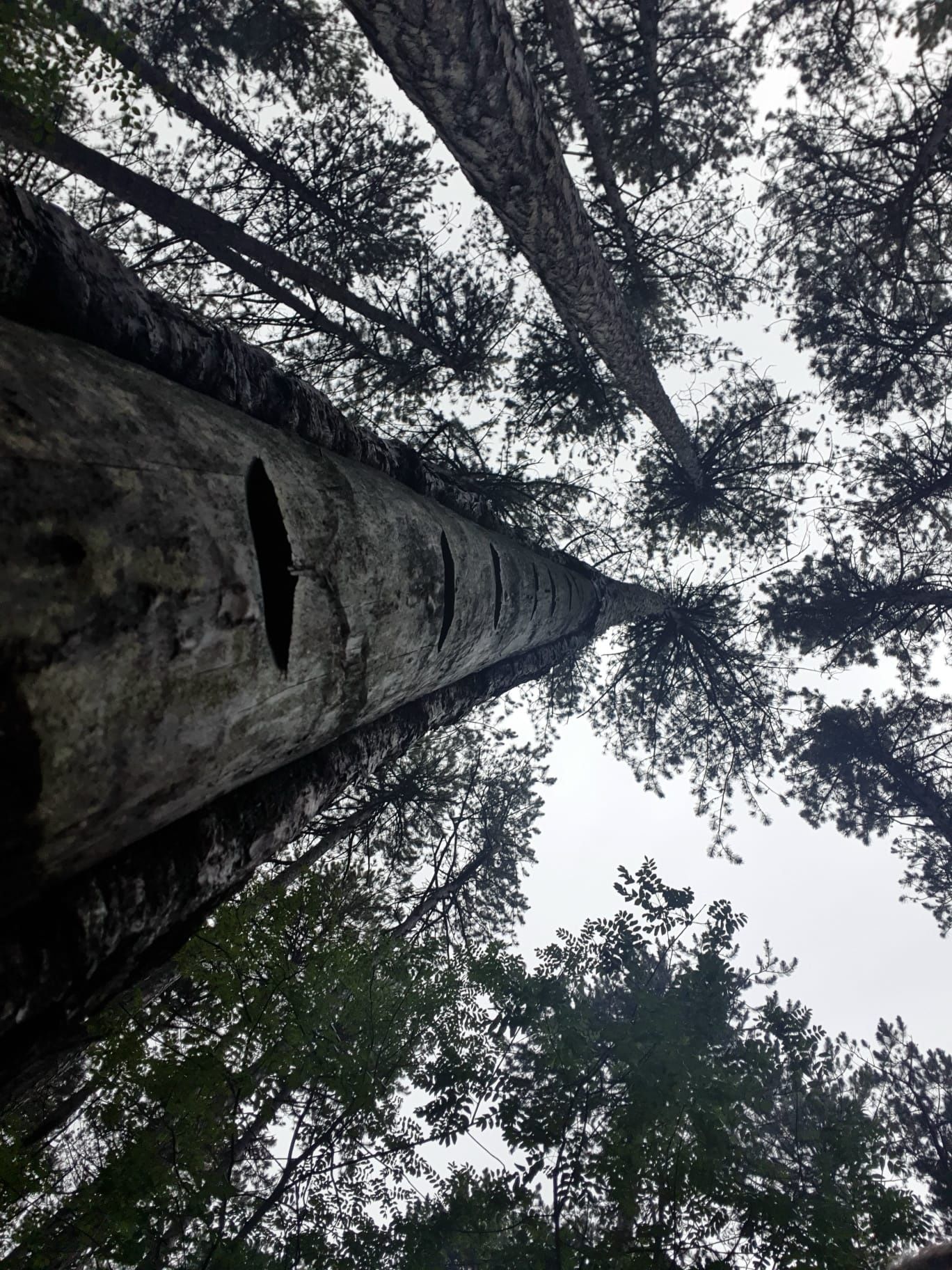 Trees