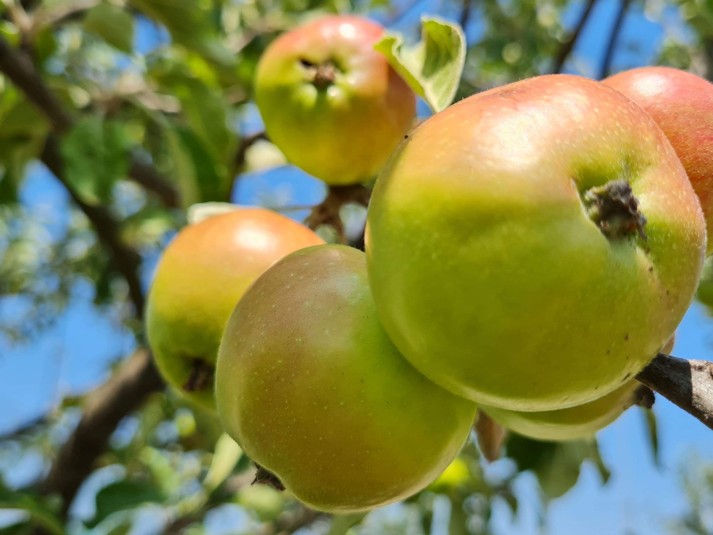 Nahaufnahme von grünen und roten Äpfeln an einem Baum.