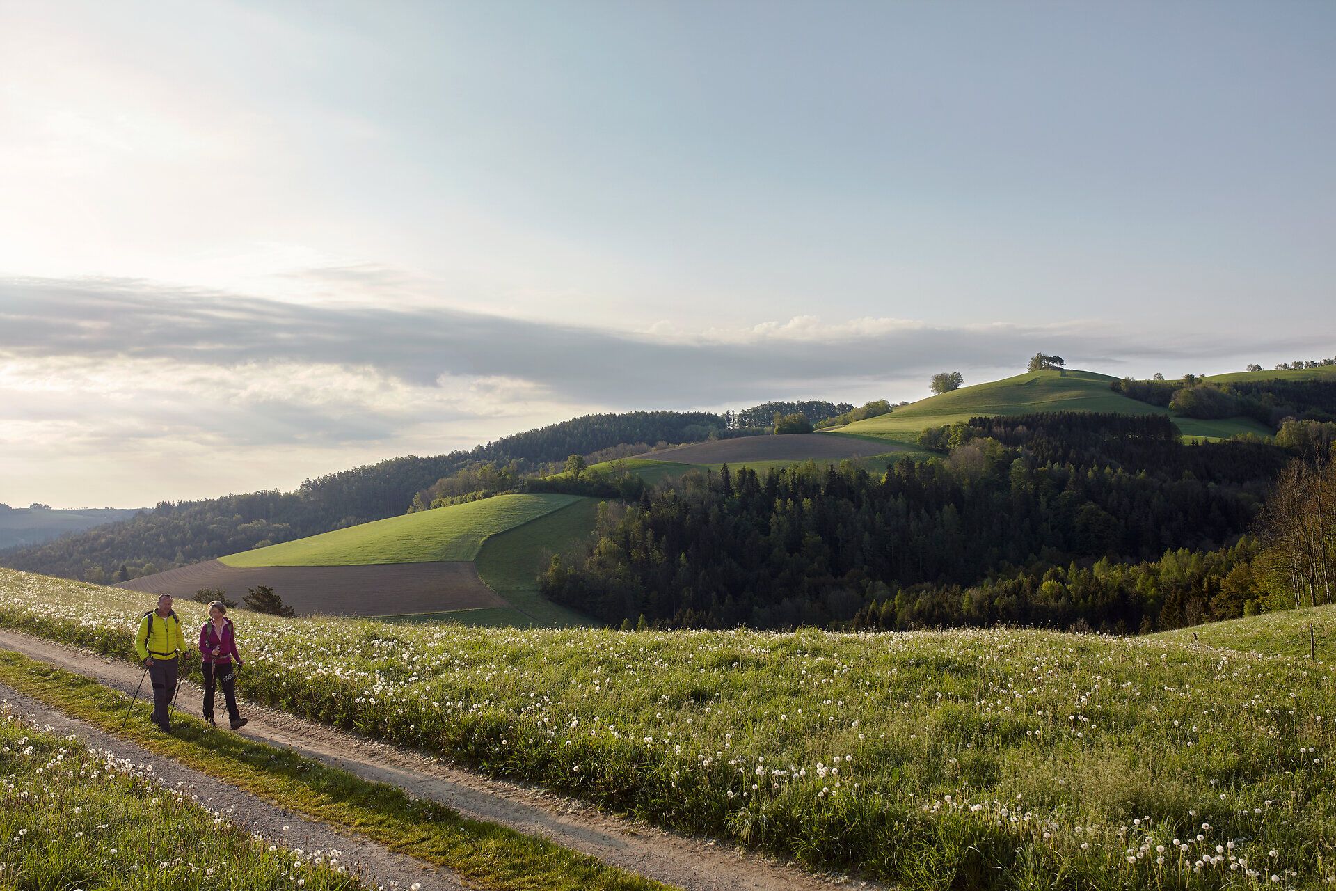 Eine Frau und ein Mann wandern über die sanften Hügel bei Bad Schönau in der Buckligen Welt.
