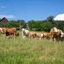 Die Kühe fühlen sich auf den Wiesen wohl, © Wachahof