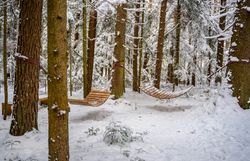 Zwei Holzhängematten hängen zwischen hohen Bäumen im verschneiten Wald.