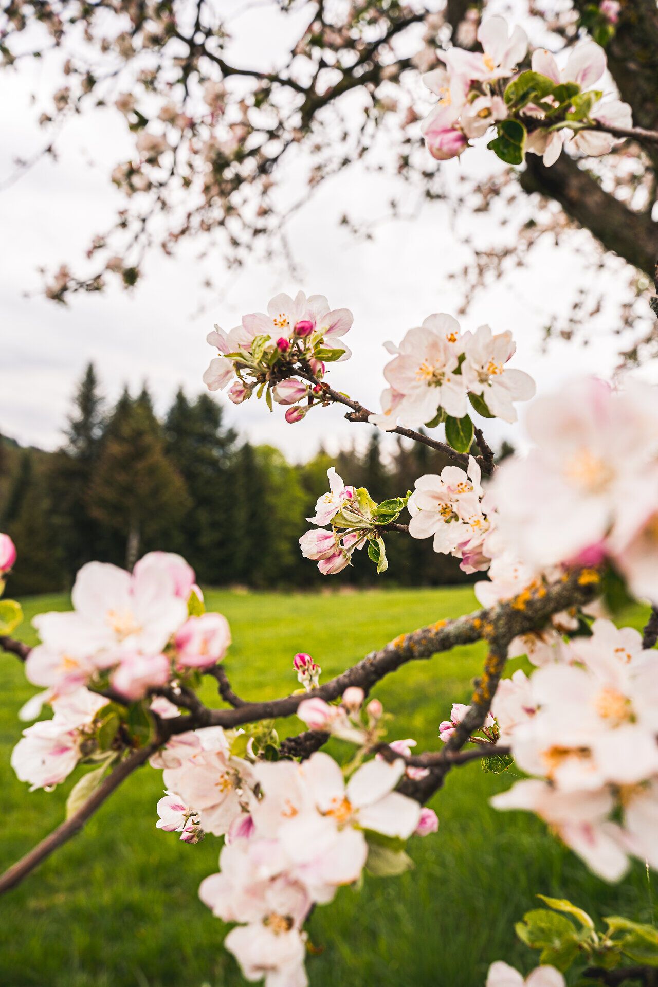 Blühender Apfelbaum in der Buckligen Welt