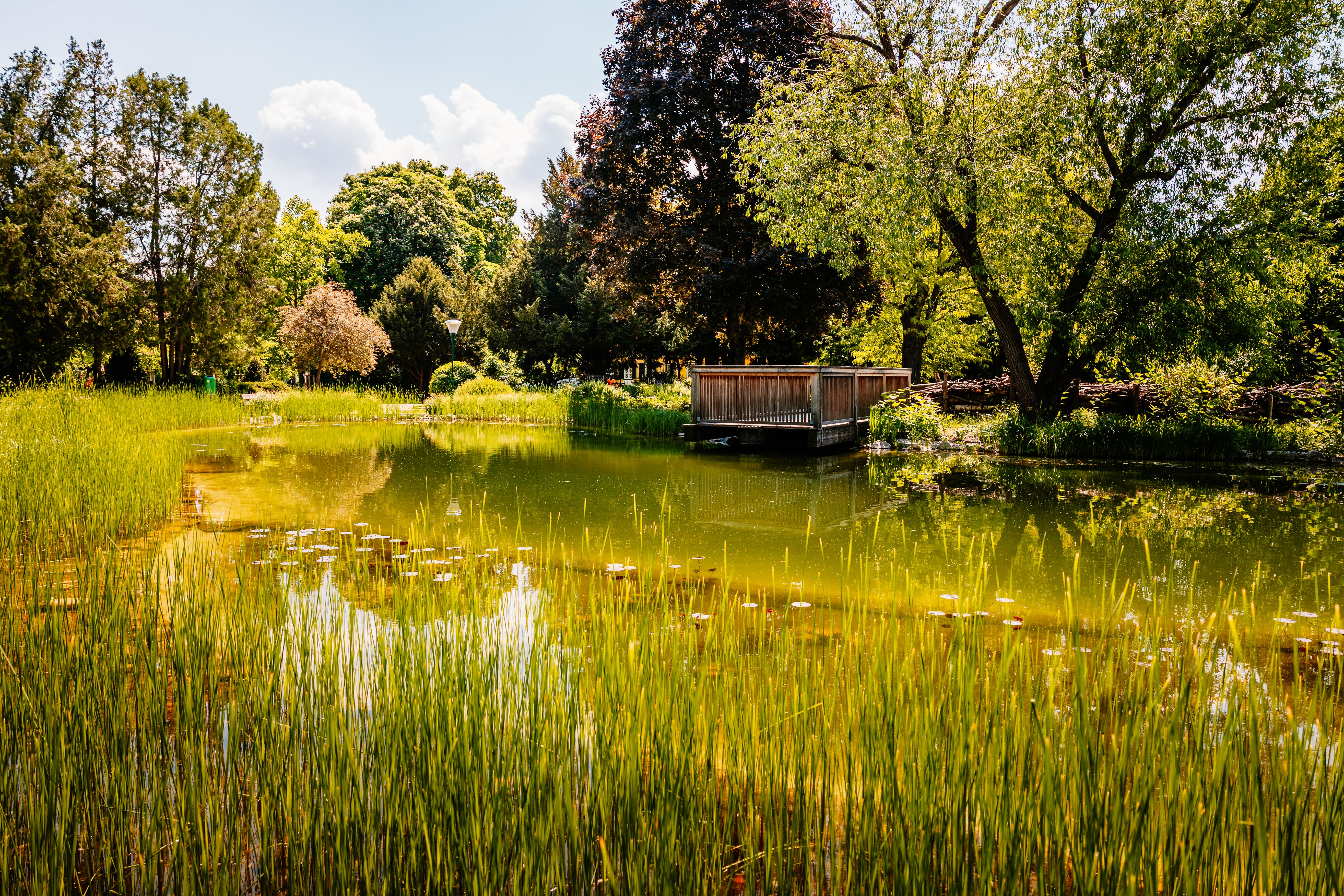 Teich mit Pampasgras und Holzsteg-Brück