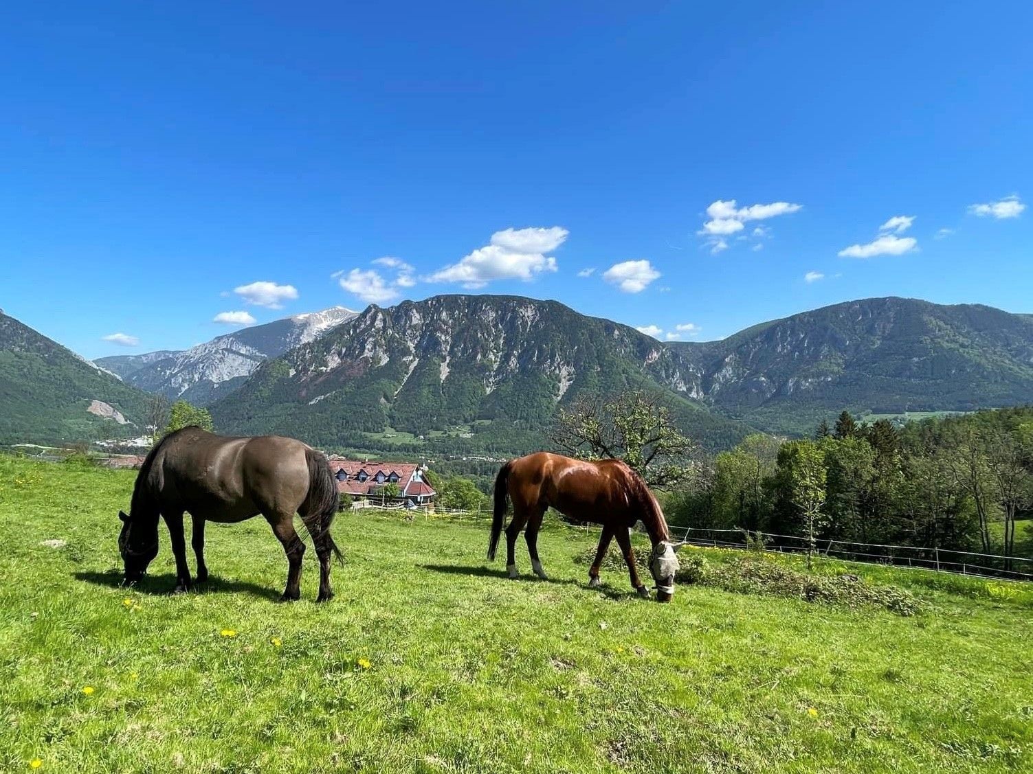 Zwei Pferde grasen auf einer Wiese vor einer Bergkulisse.