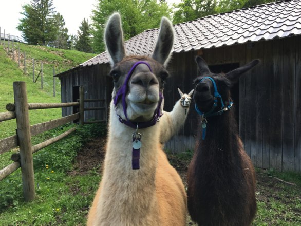 Lamas Naturpark Hohe Wand, &copy; Naturpark Hohe Wand