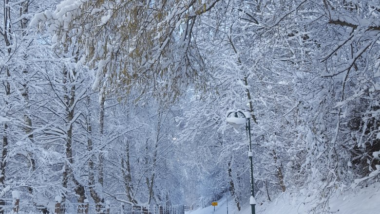 Verschneite Straße mit Bäumen und Zaun im Winter.