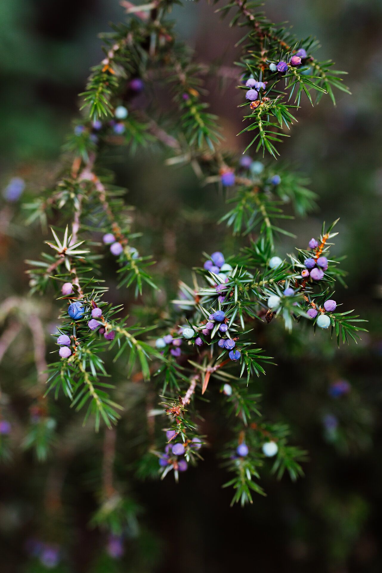 Die zarten, grünen Nadeln des Wacholders umrahmen die bunten Beeren, die in sanften Farbtönen leuchten. Diese harmonische Szenerie lädt dazu ein, die frische Bergluft zu genießen und die Natur in ihrer vollen Pracht zu erleben.