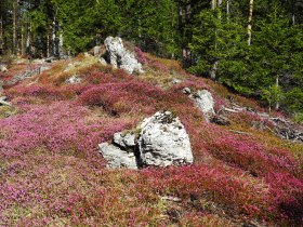Erikablüte am Wolfsbergkogel, © Wiener Alpen in Niederösterreich - Semmering Rax
