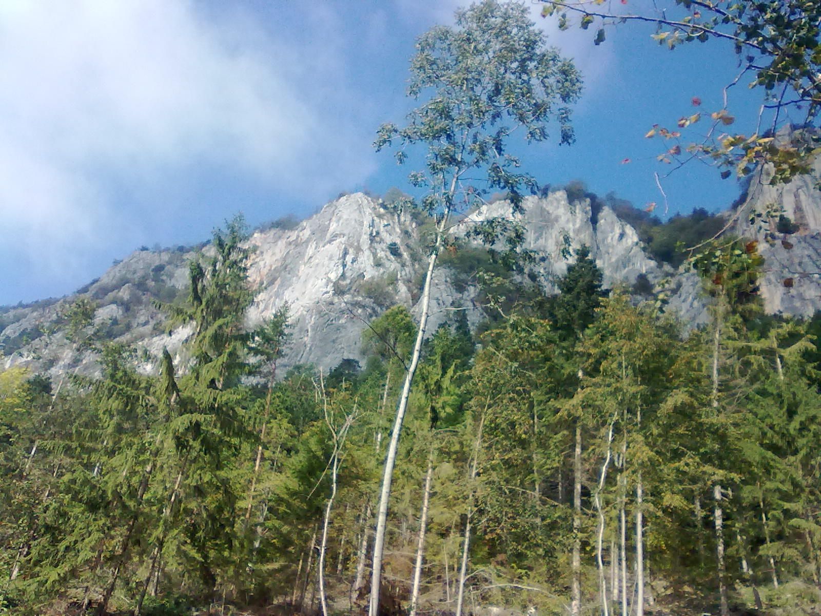 Blick auf die Hohe Wand mit Bäumen im Vordergrund und blauem Himmel.