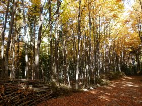 Herbstlicher Waldweg, &copy; Wiener Alpen in Nieder&ouml;sterreich - Semmering Rax