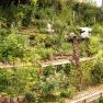Terrassierter Garten mit üppiger Vegetation und dekorativen Elementen.