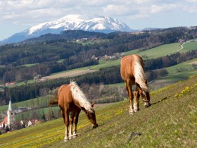 Lindenhof Krumbach, &copy; Wiener Alpen in Nieder&ouml;sterreich