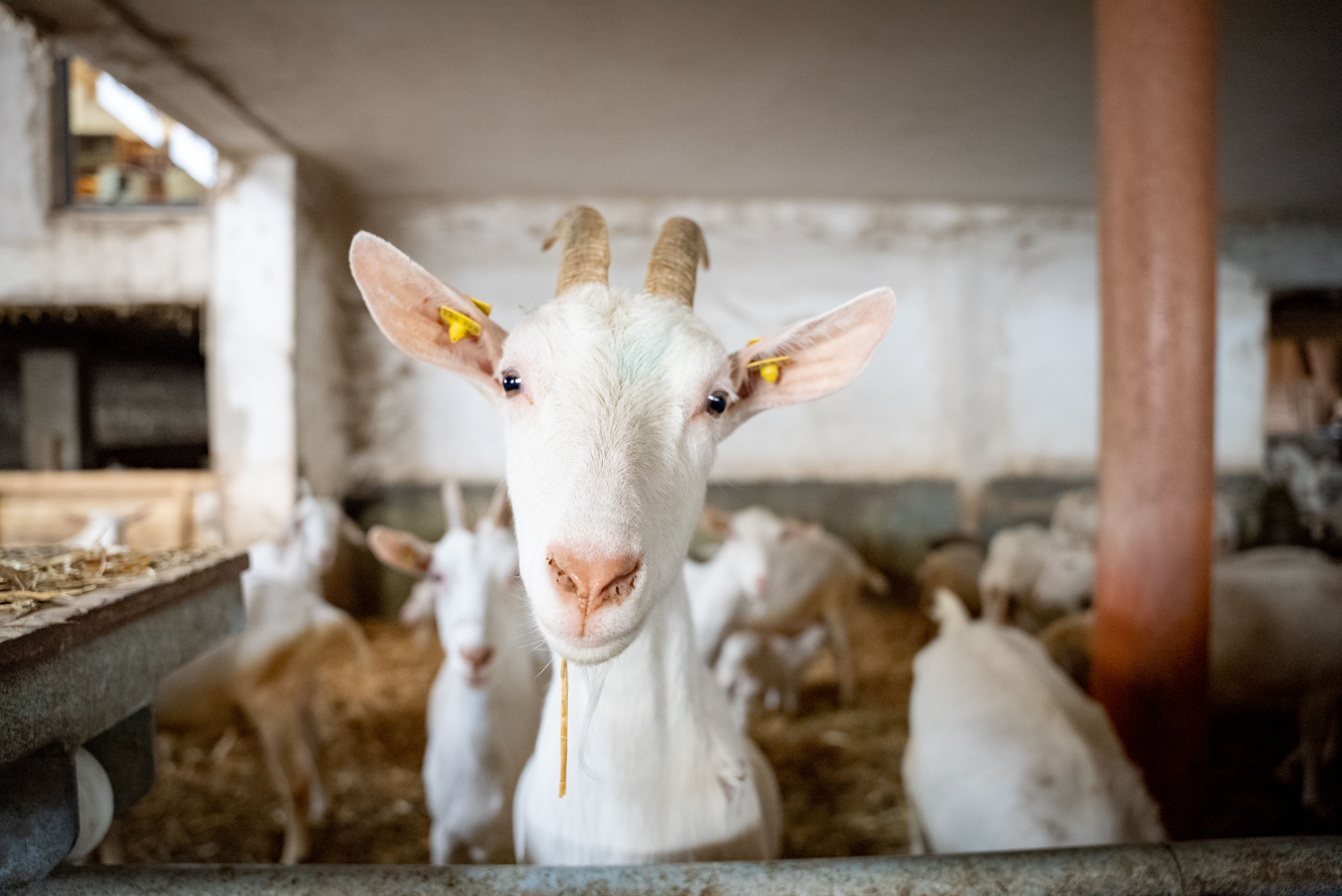 Inmitten der sanften Hügel der Buckligen Welt grasen die Ziegen friedlich in ihrem Stall. Ihre neugierigen Augen und das sanfte Schnauben schaffen eine einladende Atmosphäre, die Besucher in die ländliche Idylle entführt. Hier erleben Sie die Harmonie zwischen Mensch und Tier in einer malerischen Umgebung.