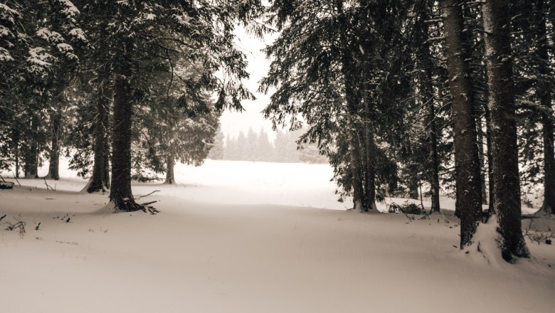 Verschneiter Waldweg im Winter mit B&auml;umen und Schnee bedecktem Boden.