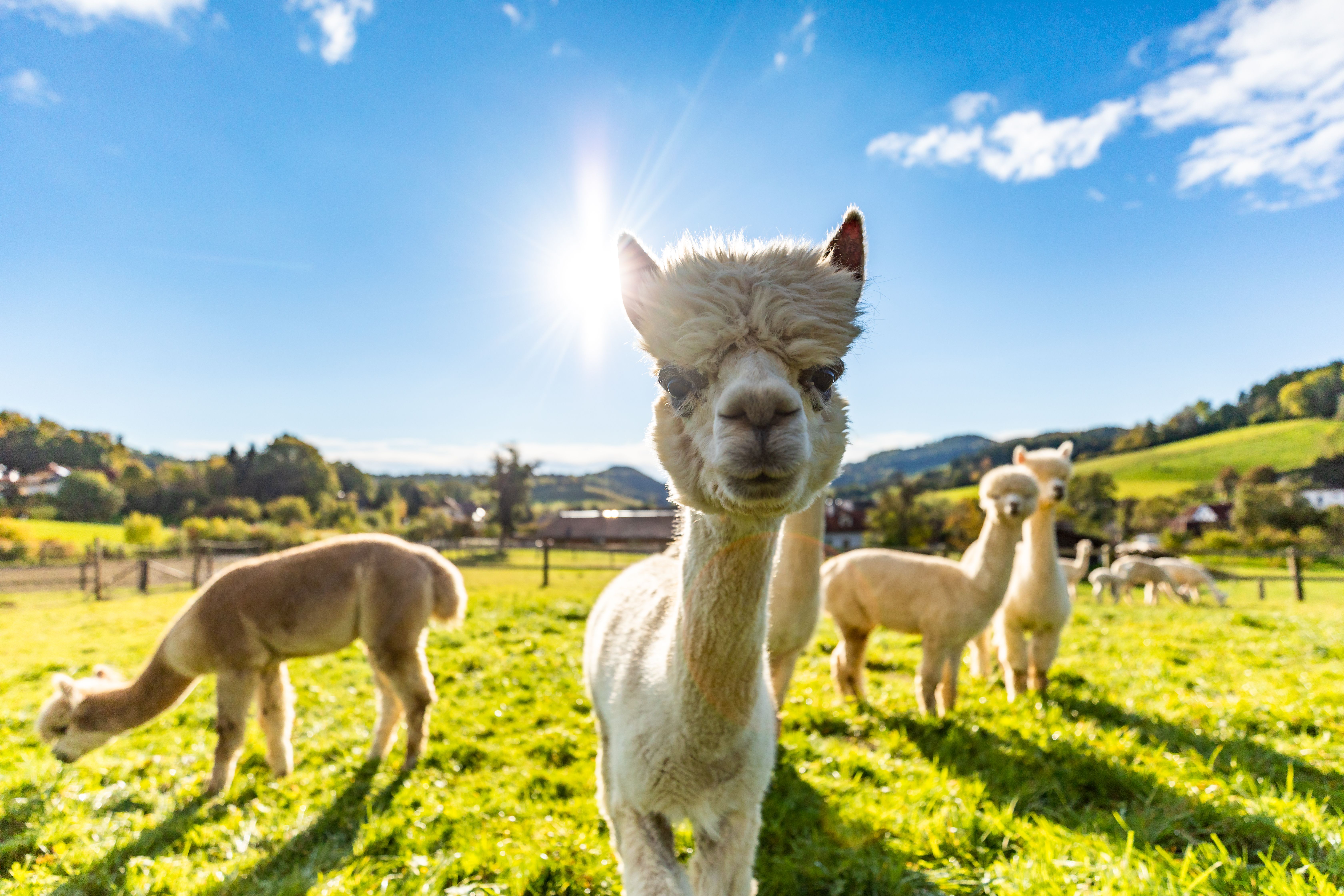 Alpakas stehen verteilt auf einer grünen Wiese. Im Vordergrund schaut ein weißes Alpaka direkt in die Kamera. Der Himmel ist blau und die Sonne scheint.
